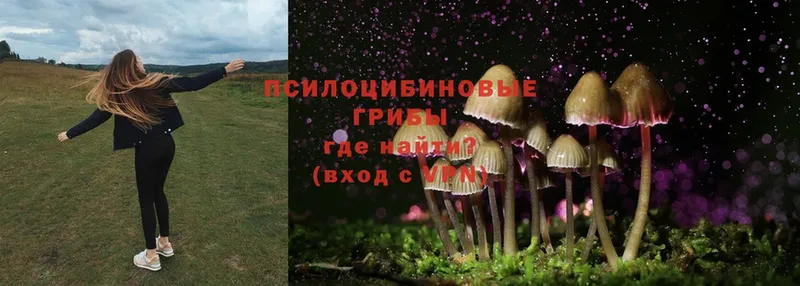 Галлюциногенные грибы Cubensis  цены   Козьмодемьянск 